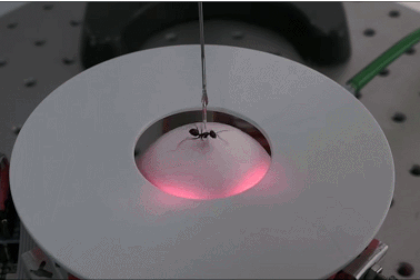 Loài kiến tìm đường trong sa mạc bằng cách nào?