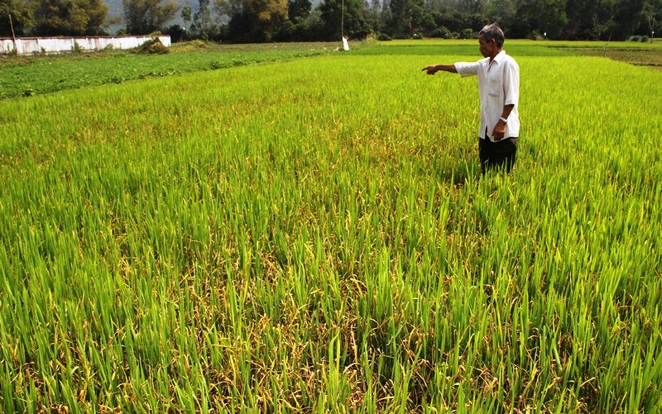 Đồng ruộng bỏ hoang, lúa “tắc” đòng vì khô hạn - 4 Đồng ruộng bỏ hoang, lúa “tắc” đòng vì khô hạn - 4