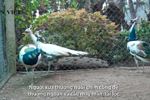 Clip: Thú chơi chim công của giới nhà giàu dịp Tết nguyên đán