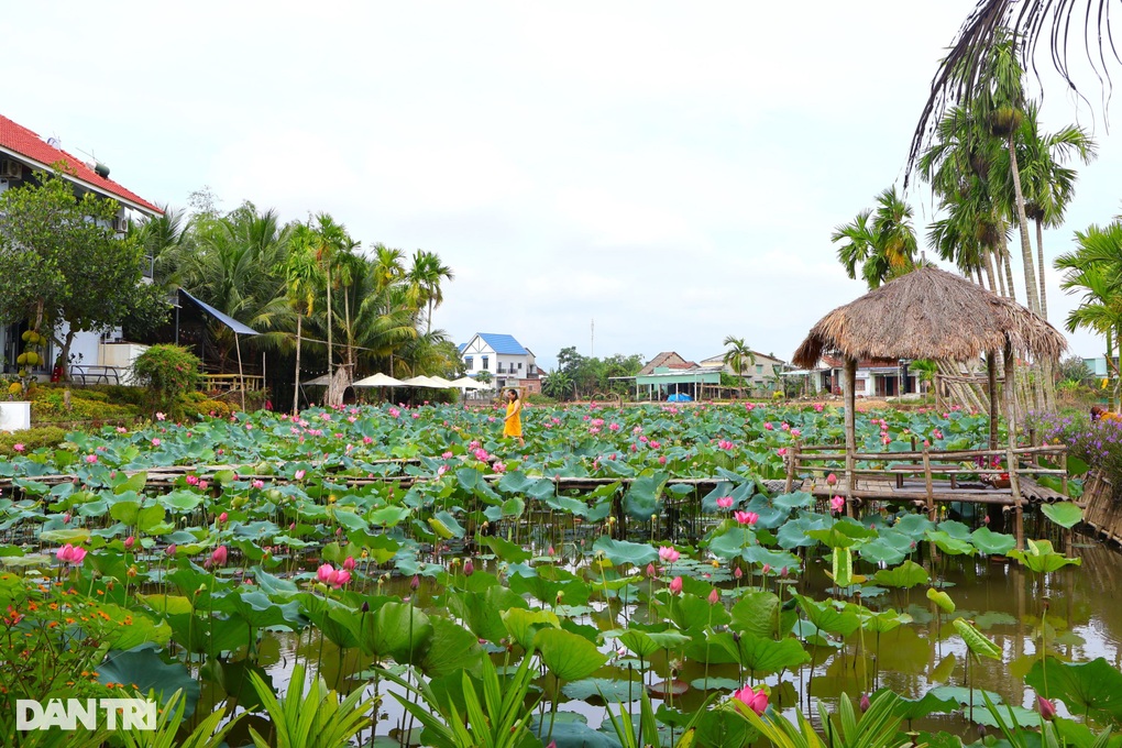 Mời khách thăm vườn sen, lão nông xứ Quảng có tiền xây nhà khang trang - 1