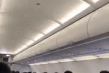 Chuyến bay bị trì hoãn vì chim lạ "lẻn" vào trong máy bay