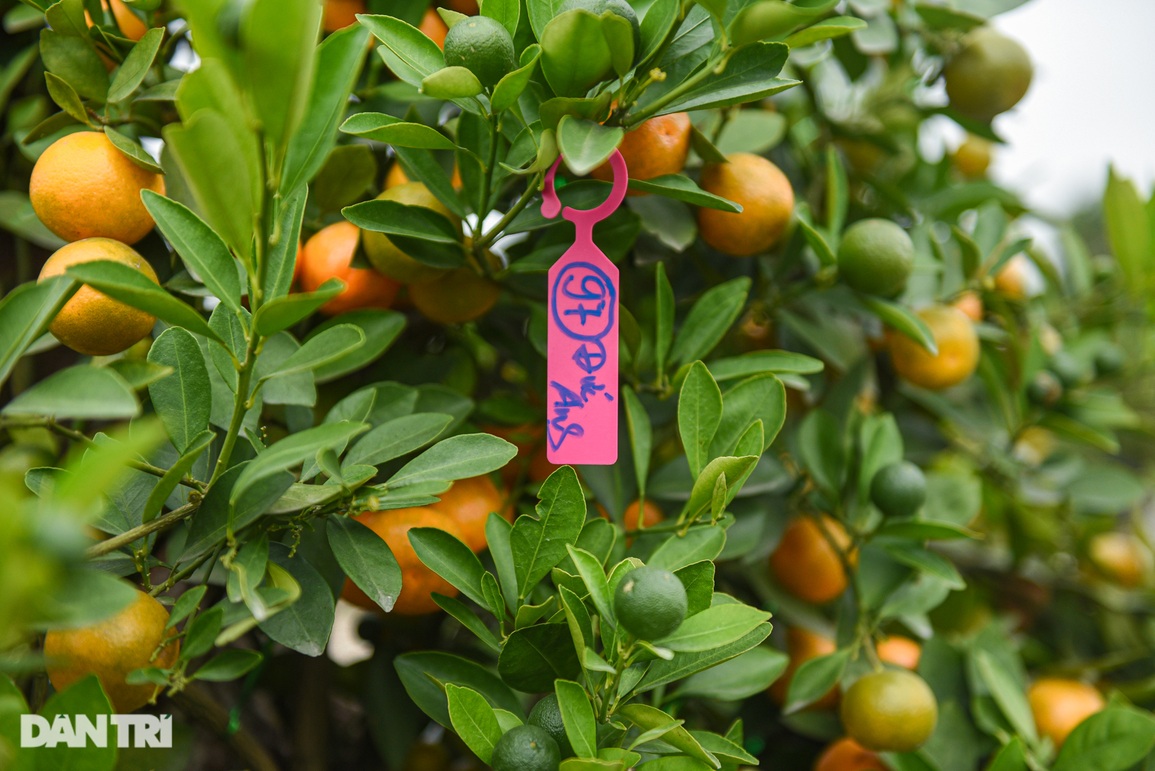 Nhặt gỗ khô bỏ đi, biến thành chậu quất cảnh giá trăm triệu đồng chơi Tết - 9 Nhặt gỗ khô bỏ đi, biến thành chậu quất cảnh giá trăm triệu đồng chơi Tết - 9