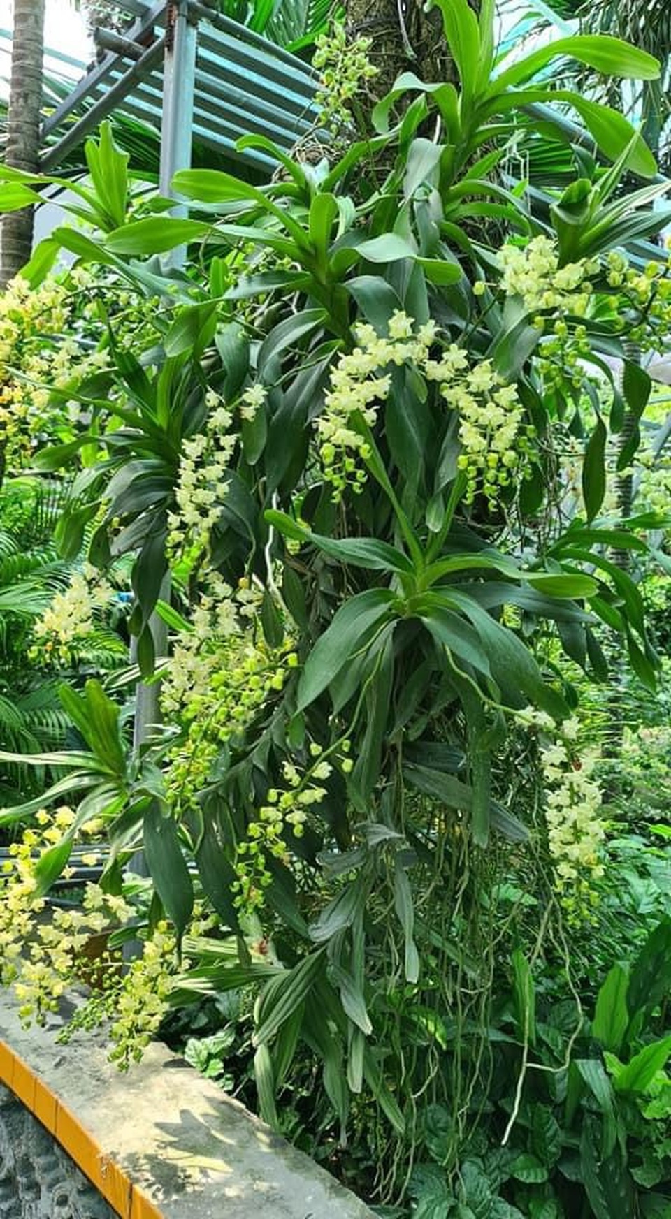 Nghệ nhân trồng lan Đỗ Văn Đạt chia sẻ cách chăm sóc cây con cho người mới bắt đầu - 3 Nghệ nhân trồng lan Đỗ Văn Đạt chia sẻ cách chăm sóc cây con cho người mới bắt đầu - 3