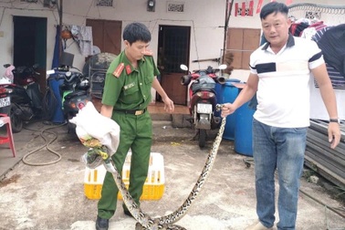 Thấy cá thể trăn nằm trên đường, người đàn ông bắt về giao nộp công an