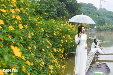 Ngắm loài hoa "biểu tượng của Đà Lạt" giữa lòng Hà Nội