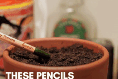 Độc đáo ngòi bút chì có thể "hồi sinh" thành cây xanh