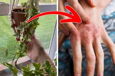 Những lưu ý khi trồng cây xanh trong nhà