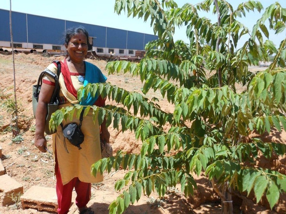 Ngưỡng mộ người phụ nữ trồng hơn 73.000 cây phủ xanh nơi mình sống - 1