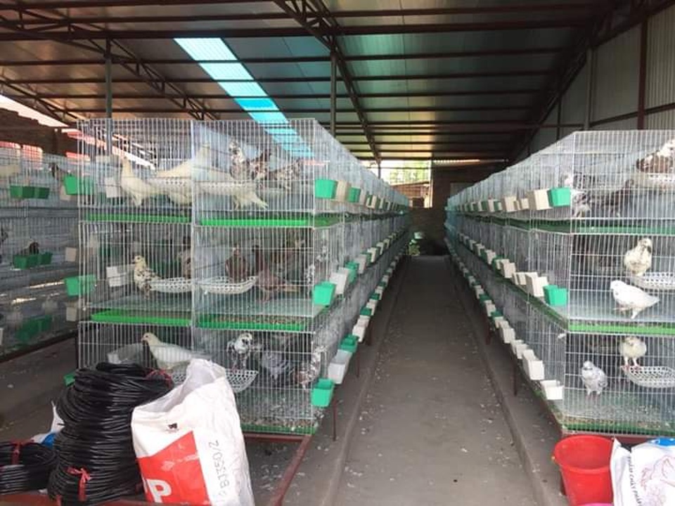 Bỏ nghề lập trình về nuôi chim bồ câu, thu 15 tỷ đồng, lãi 3 tỷ đồng/năm - 1 Bỏ nghề lập trình về nuôi chim bồ câu, thu 15 tỷ đồng, lãi 3 tỷ đồng/năm - 1