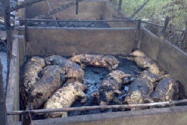 Bà hỏa “quay” sạch gần 40 con heo 