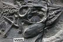 Phát hiện hóa thạch loài thằn lằn cá nhỏ nhất trong lịch sử