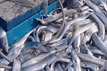 Ngư dân trúng đậm mẻ cá hố, thu về tiền tỷ