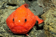 Phát hiện hơn 50 loài sinh vật mới dọc dãy núi ngầm gần Đảo Phục Sinh