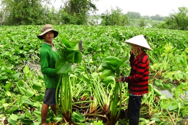 Người nghèo miền Tây khấm khá lên nhờ lục bình