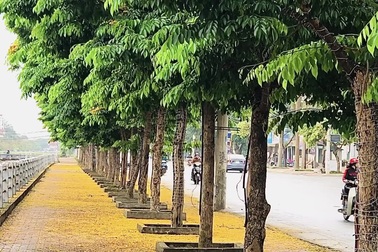 Hoa nở rực trời TP Vinh