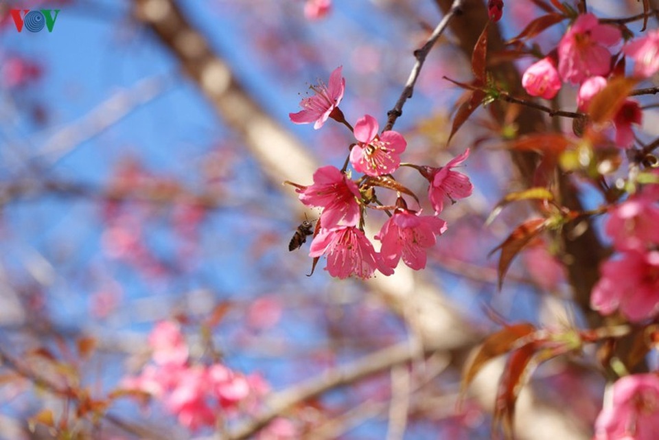 Hoa đào bừng sáng trời đông Mù Cang Chải - 4