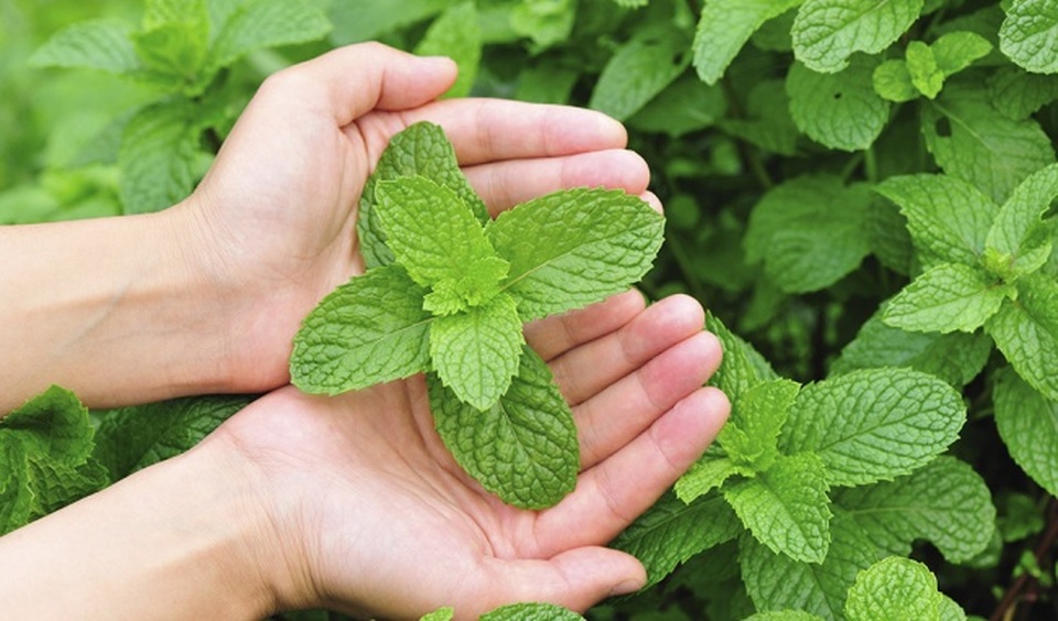 Mint Coffee - Cà phê bạc hà cho ngày hè mát lạnh - 1