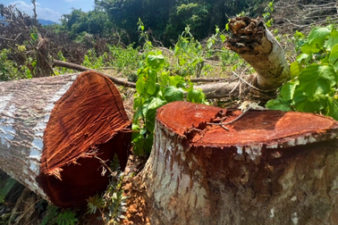 Rừng phòng hộ gần chốt bảo vệ bị phá, nhân viên không nghe được tiếng cưa