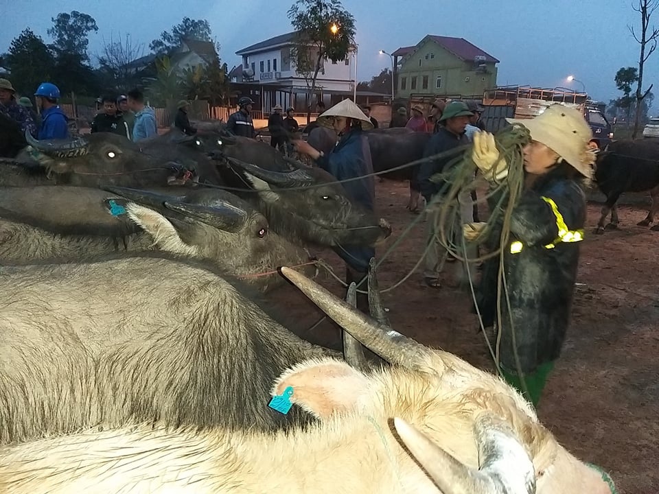 Nhộn nhịp phiên chợ trâu, bò lớn nhất miền Bắc - 8