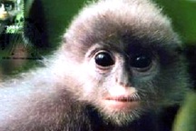 Phát hiện loài Voọc xám ở vườn quốc gia Pù Huống 