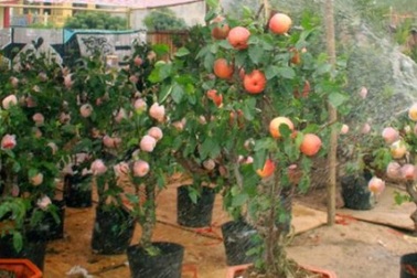 Táo cảnh Trung Quốc tiền triệu/chậu: Cả ngàn cây hết veo trong "1 nốt nhạc"