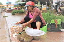 Đắk Nông: Kiếm nửa triệu đồng mỗi ngày nhờ mua thứ hạt ...bỏ đi