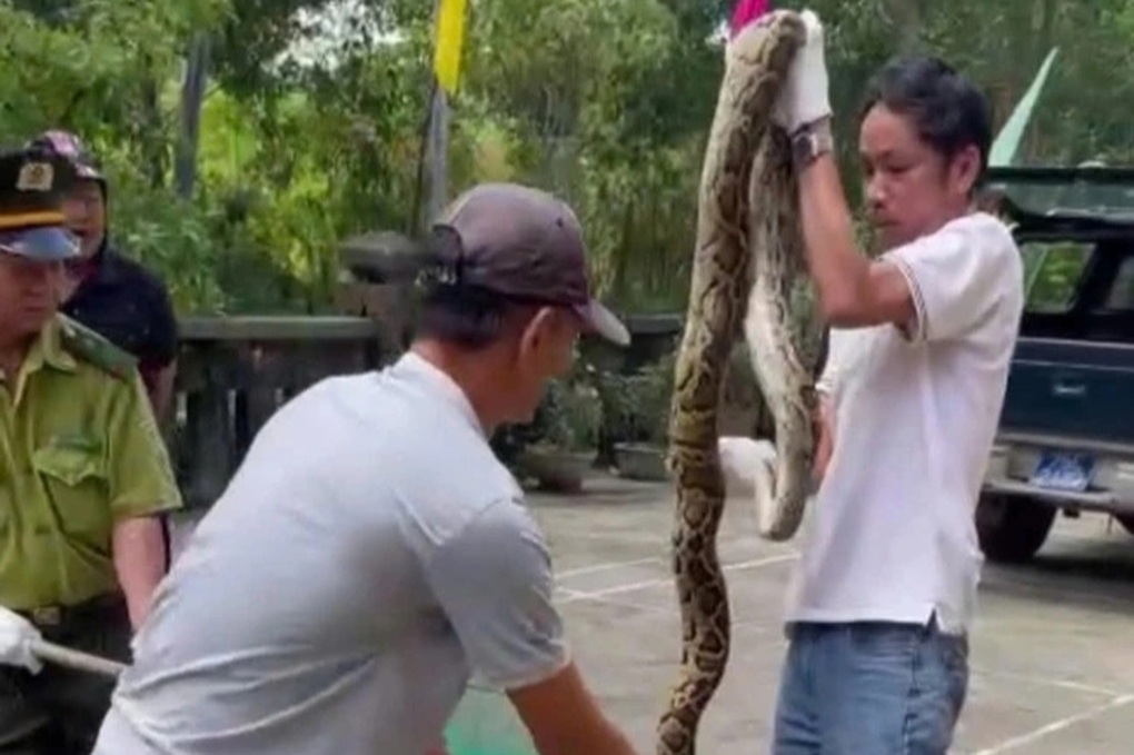 Trăn gấm dài hơn 2m chui vào ngư cụ của dân - 1 Trăn gấm dài hơn 2m chui vào ngư cụ của dân - 1