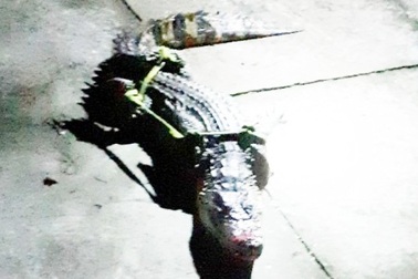 Đang làm rõ tin báo cá sấu xuất hiện trên sông Ông Đốc