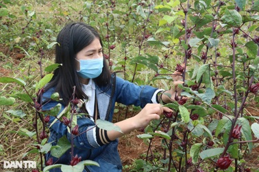 Chế tinh dầu quý từ cỏ dại, nữ giảng viên thu hàng trăm triệu đồng mỗi năm