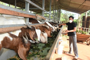 Nhiều mô hình thoát nghèo bền vững ở Quảng Trị