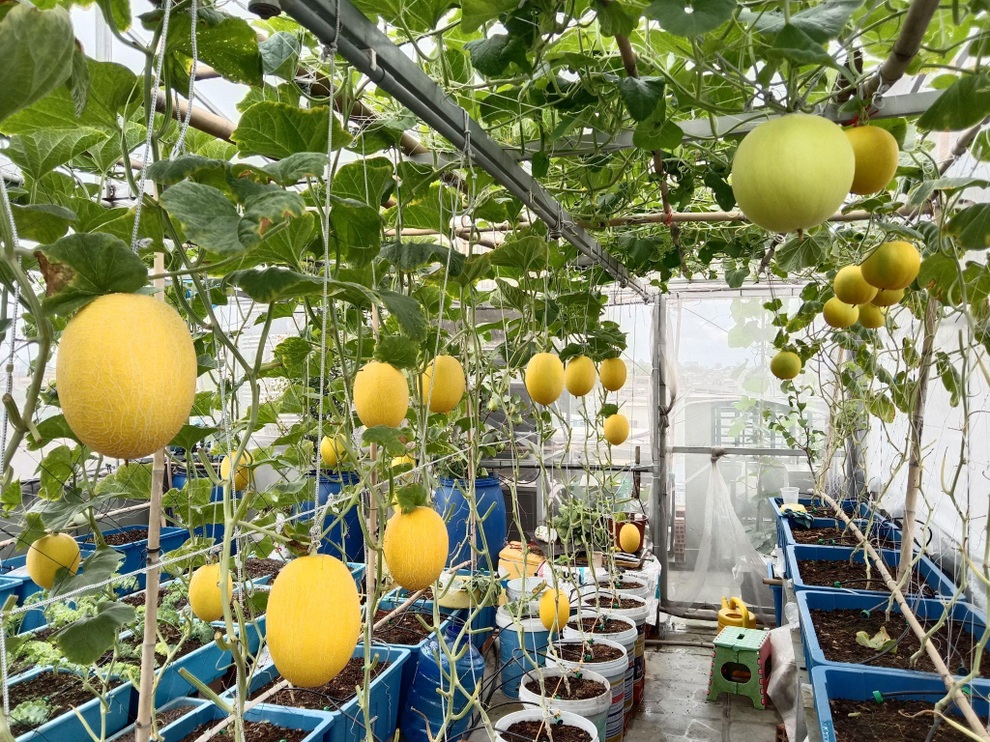 Ông bố mát tay làm vườn dưa lưới, thu hoạch 150kg/vụ ở Sài Gòn - 9