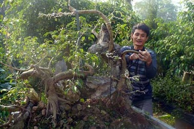 Nghề cắt lá... ra tiền và những nhát kéo tiền triệu