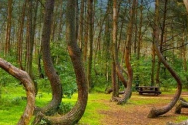 Những bí ẩn rợn người trong khu rừng ma ám đáng sợ nhất thế giới