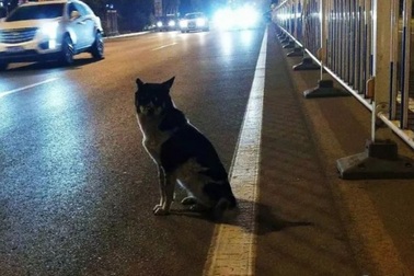 Dân mạng phát sốt với chú chó trung thành đứng đợi chủ nhân 80 ngày