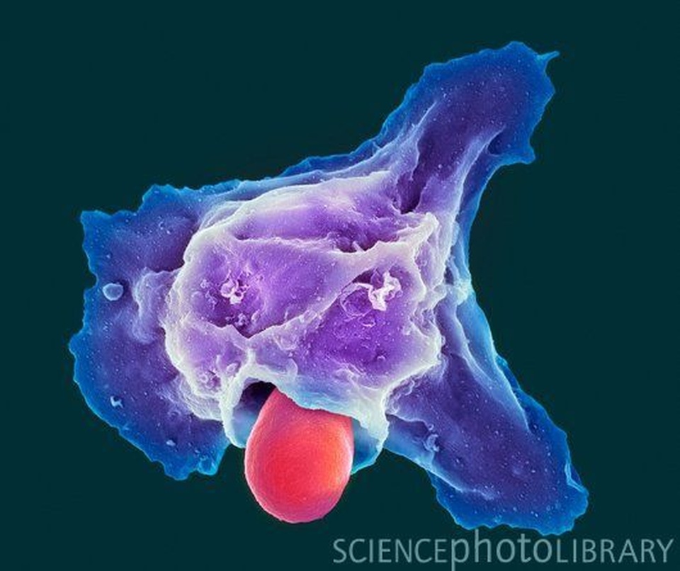 Loại protein “bẫy” vi khuẩn có thể mở ra phương pháp điều trị ung thư mới - 1 Loại protein “bẫy” vi khuẩn có thể mở ra phương pháp điều trị ung thư mới - 1