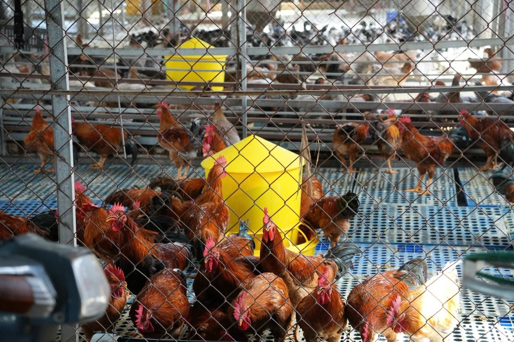 Phát hiện cơ sở nuôi gia cầm không có giấy kiểm dịch ở TPHCM - 2 Phát hiện cơ sở nuôi gia cầm không có giấy kiểm dịch ở TPHCM - 2