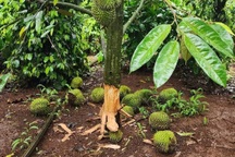 Nông dân đau đớn khi sầu riêng bị phá hoại, cắt quả non vứt đầy gốc