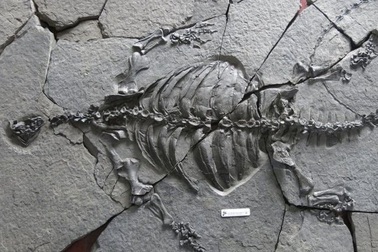 Rùa hóa thạch cổ đại không có vỏ giúp tìm hiểu quá trình tiến hóa của rùa