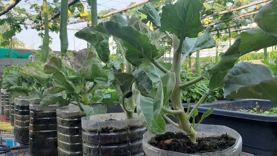 Hoa trái xum xuê, gà vịt đẻ trứng trên nông trại sân thượng nhà ở Sài Gòn - 5