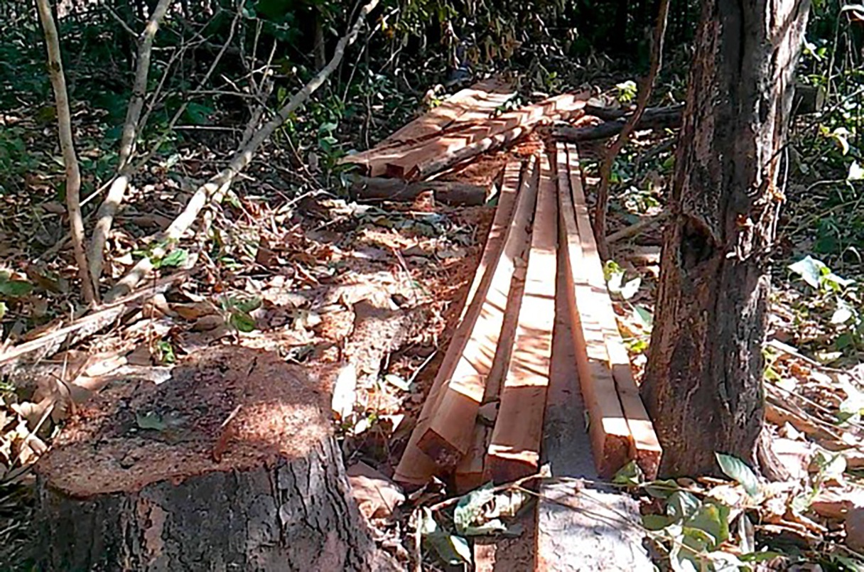 Gỗ tại hiện trường.jpg Gỗ tại hiện trường.jpg