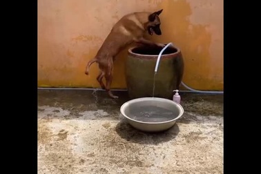 Chú chó leo vào chậu tắm khiến dân mạng phát sốt