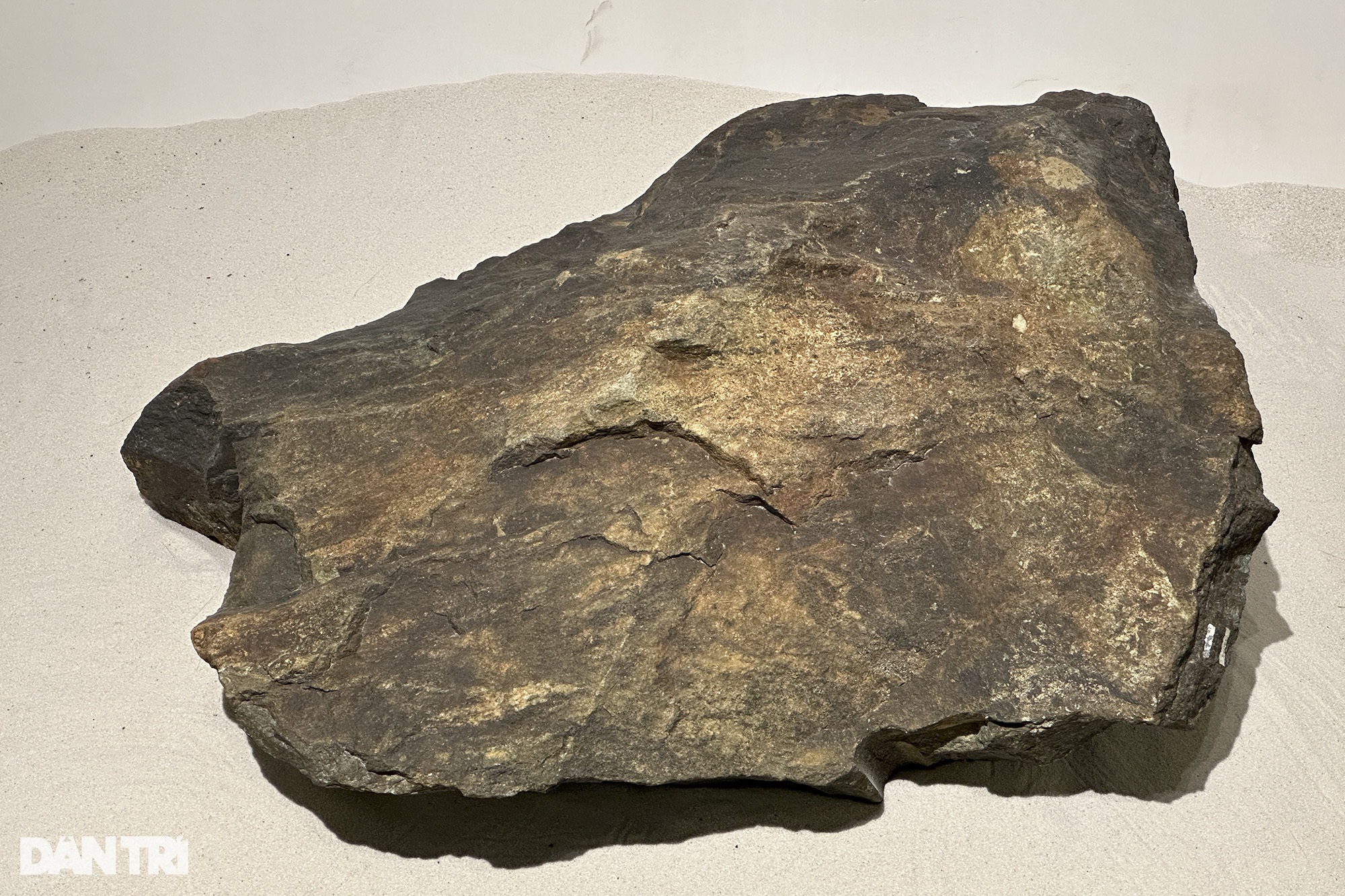 Hóa thạch tuyệt đẹp từ hàng trăm triệu năm trước được trưng bày tại Hà Nội - 8
