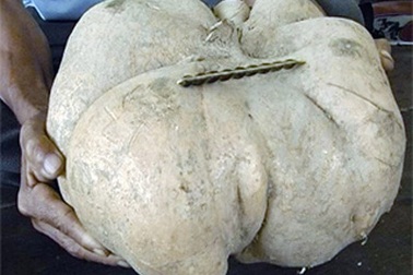 Thu hoạch được củ sắn "khủng"