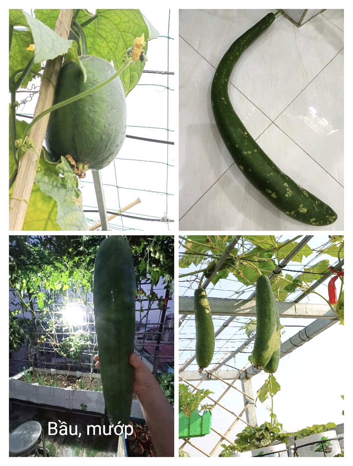 Mẹ đảm ở Hải Phòng kỳ công về quê chở đất, kéo từng bao lên phố trồng rau - 7 Mẹ đảm ở Hải Phòng kỳ công về quê chở đất, kéo từng bao lên phố trồng rau - 7