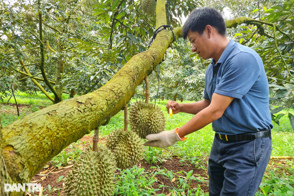 Giá sầu riêng cao chót vót, nông dân phấp phỏng lo nạn... bảo kê - 1 Giá sầu riêng cao chót vót, nông dân phấp phỏng lo nạn... bảo kê - 1