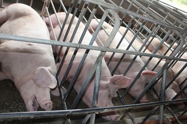  Chưa nhận diện được thịt heo an toàn sinh học