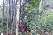 Hỗ trợ bà con dân tộc thiểu số chăm sóc bảo vệ rừng hơn 850 tấn gạo