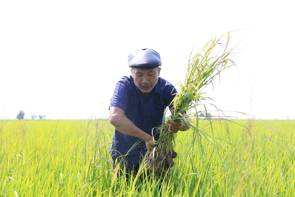 Chuyện lạ ở dự án trăm tỷ: Thiếu nước do… lúa cần nhiều nước (!?) - 8 Chuyện lạ ở dự án trăm tỷ: Thiếu nước do… lúa cần nhiều nước (!?) - 8