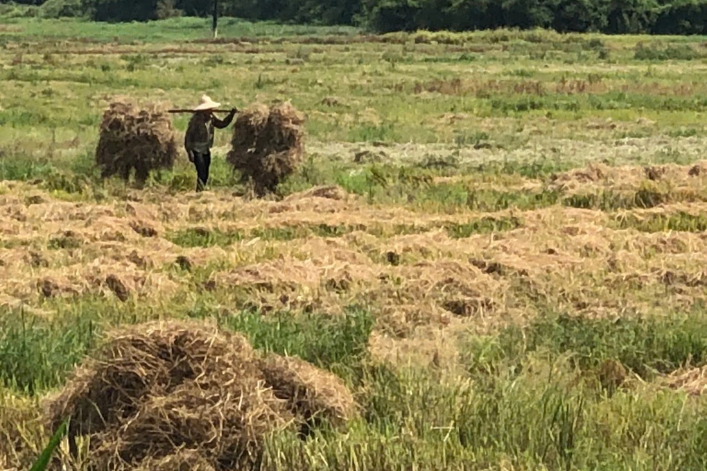 Nhiều nông dân ở Huế bị xử phạt vì đốt rơm và nỗi lo mùa vụ mới - 2 Nhiều nông dân ở Huế bị xử phạt vì đốt rơm và nỗi lo mùa vụ mới - 2