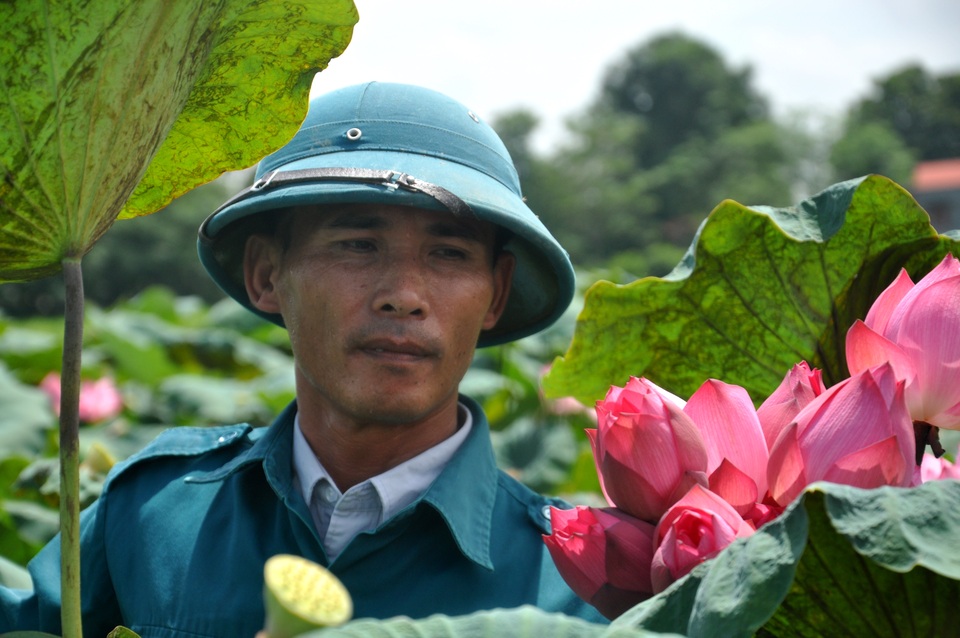 Thanh Hoá: Biến vùng đất chết thành đầm sen, nông dân thu tiền tỷ - 2 Thanh Hoá: Biến vùng đất chết thành đầm sen, nông dân thu tiền tỷ - 2